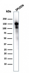 Anti-CD163 antibody [M130/1210] used in Western Blot (WB). GTX18027