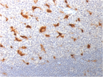 Anti-CD68 antibody [LAMP4/1830] used in IHC (Paraffin sections) (IHC-P). GTX18033