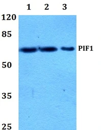 Anti-PIF1 antibody used in Western Blot (WB). GTX18142