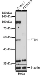 Anti-PTEN antibody used in Western Blot (WB). GTX18153