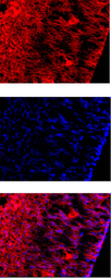 Anti-Reelin antibody [G10] used in Immunohistochemistry (IHC). GTX18570
