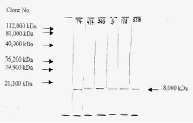 Anti-FGF2 antibody [F-74] used in Western Blot (WB). GTX18631