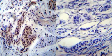 Anti-p54nrb antibody [78-1 C] used in IHC (Paraffin sections) (IHC-P). GTX19407
