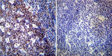 Anti-p54nrb antibody [78-1 C] used in IHC (Paraffin sections) (IHC-P). GTX19407