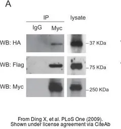 Anti-c-Myc antibody [9E10] used in Western Blot and Immunoprecipitation (WB IP). GTX20032