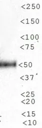 Anti-n-Myc antibody [NMYC-1] used in Western Blot (WB). GTX20057