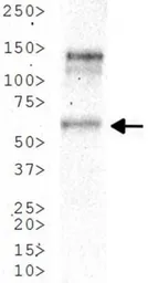 Anti-n-Myc antibody [NMYC-1] used in Western Blot (WB). GTX20057