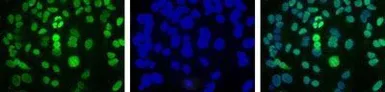 Anti-APE1 antibody [13B8E5C2] used in Immunocytochemistry/ Immunofluorescence (ICC/IF). GTX20194