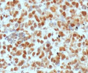 Anti-APE1 antibody [13B8E5C2] used in IHC (Paraffin sections) (IHC-P). GTX20194