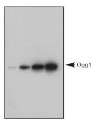 Anti-Ogg1 antibody used in Western Blot (WB). GTX20204