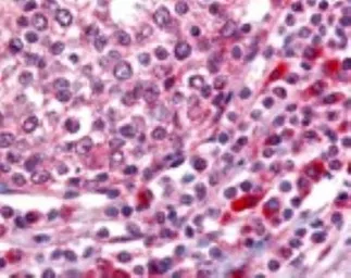 Anti-Ogg1 antibody used in IHC (Paraffin sections) (IHC-P). GTX20204