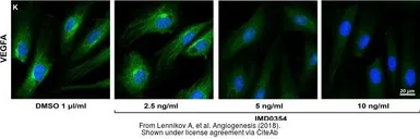 Anti-VEGFA antibody [VG1] used in Immunocytochemistry/ Immunofluorescence (ICC/IF). GTX21316