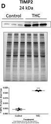 Anti-TIMP2 antibody [3A4] used in Western Blot (WB). GTX21828