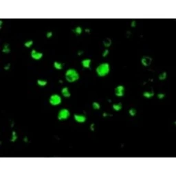 Anti-Caspase 10 antibody used in Immunocytochemistry/ Immunofluorescence (ICC/IF). GTX22012