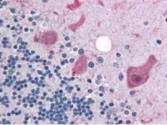 Anti-Cyclin B1 antibody used in IHC (Paraffin sections) (IHC-P). GTX22096
