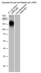 EasyBlot anti Rabbit IgG (HRP). GTX221666-01