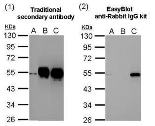 EasyBlot anti Rabbit IgG (HRP). GTX221666-01