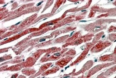 Anti-COX1 antibody used in IHC (Paraffin sections) (IHC-P). GTX22338