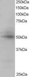 Anti-AIBZIP antibody used in Western Blot (WB). GTX22474