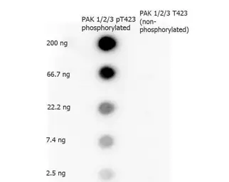 Anti-PAK1 ( phospho Thr423 ) / PAK2 ( phospho Thr402 ) / PAK3 ( phospho Thr436 ) antibody used in Dot blot (Dot). GTX22477