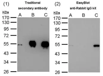 EasyBlot anti-Rabbit IgG Kit (Optimized for Prot A/G). GTX225856-01