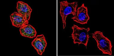 Anti-NFAT1 antibody [25A10.D6.D2] used in Immunocytochemistry/ Immunofluorescence (ICC/IF). GTX22722