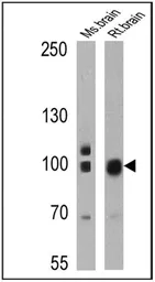 Anti-PSD95 antibody [6G6-1C9] used in Western Blot (WB). GTX22723