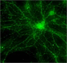 Anti-PSD95 antibody [6G6-1C9] used in Immunocytochemistry/ Immunofluorescence (ICC/IF). GTX22723