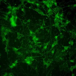 Anti-PSD95 antibody [6G6-1C9] used in Immunocytochemistry/ Immunofluorescence (ICC/IF). GTX22723