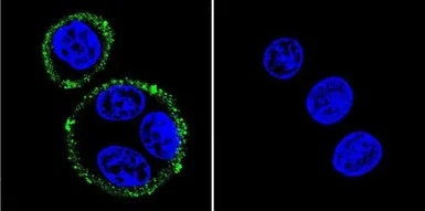 Anti-PSD95 antibody [6G6-1C9] used in Immunocytochemistry/ Immunofluorescence (ICC/IF). GTX22723