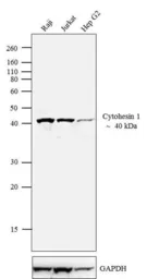 Anti-Cytohesin 1 antibody [2E11] used in Western Blot (WB). GTX22727