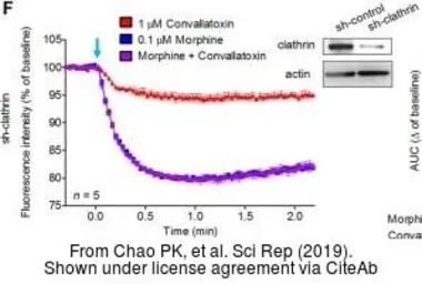 Anti-Clathrin Heavy chain antibody [X22] used in Western Blot (WB). GTX22731