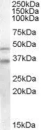 Anti-GULP1 antibody, C-term used in Western Blot (WB). GTX22751