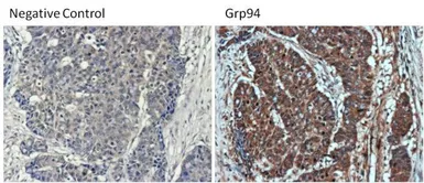 Anti-GRP94 antibody [9G10] used in IHC (Paraffin sections) (IHC-P). GTX22791