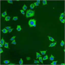Anti-PDI antibody [RL90] used in Immunocytochemistry/ Immunofluorescence (ICC/IF). GTX22792