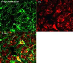 Anti-PDI antibody [RL90] used in Immunocytochemistry/ Immunofluorescence (ICC/IF). GTX22792