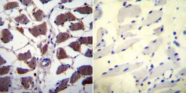 Anti-NFAT2 antibody [7A6] used in IHC (Paraffin sections) (IHC-P). GTX22796