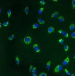 Anti-Calnexin antibody [AF18] used in Immunocytochemistry/ Immunofluorescence (ICC/IF). GTX22798