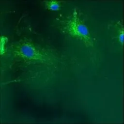 Anti-Calnexin antibody [AF18] used in Immunocytochemistry/ Immunofluorescence (ICC/IF). GTX22798