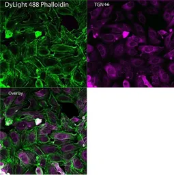 Anti-TGN46 antibody [2F7.1] used in Immunocytochemistry/ Immunofluorescence (ICC/IF). GTX22809