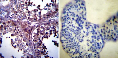 Anti-p23 antibody [JJ3] used in IHC (Paraffin sections) (IHC-P). GTX22814