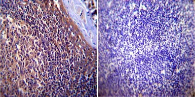 Anti-p23 antibody [JJ3] used in IHC (Paraffin sections) (IHC-P). GTX22814