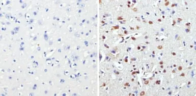 Anti-MECP2 antibody used in IHC (Paraffin sections) (IHC-P). GTX22828