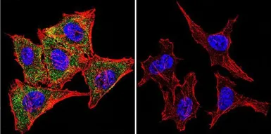 Anti-Calmodulin antibody [2D1] used in Immunocytochemistry/ Immunofluorescence (ICC/IF). GTX22860