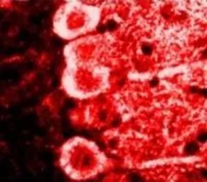 Anti-Calmodulin antibody [2D1] used in IHC (Frozen sections) (IHC-Fr). GTX22860