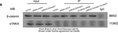 Anti-Sodium Potassium ATPase antibody [9-A5] used in Western Blot (WB). GTX22867