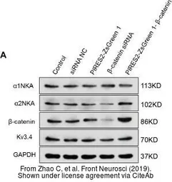 Anti-Sodium Potassium ATPase antibody [9-A5] used in Western Blot (WB). GTX22867