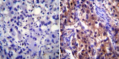 Anti-Sodium Potassium ATPase antibody [9-A5] used in IHC (Paraffin sections) (IHC-P). GTX22867