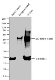 Anti-Caveolin 1 antibody used in Immunoprecipitation (IP). GTX22910