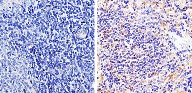 Anti-pan Arrestin antibody used in IHC (Paraffin sections) (IHC-P). GTX22914